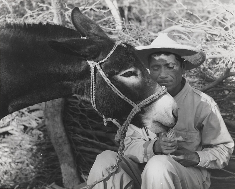 Dando elote al burrito, Santa Rosa, Guanajuato, Manuel Carrillo, c. 1960s
