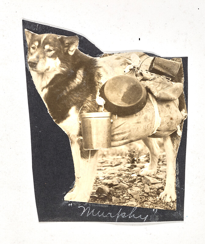 [Dog with pack and cookware], c. 1920