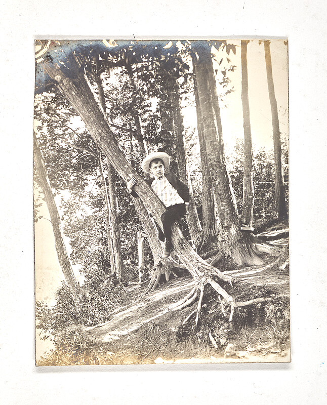 [Boy climbing a leaning tree in wooded area], 1910s–20s